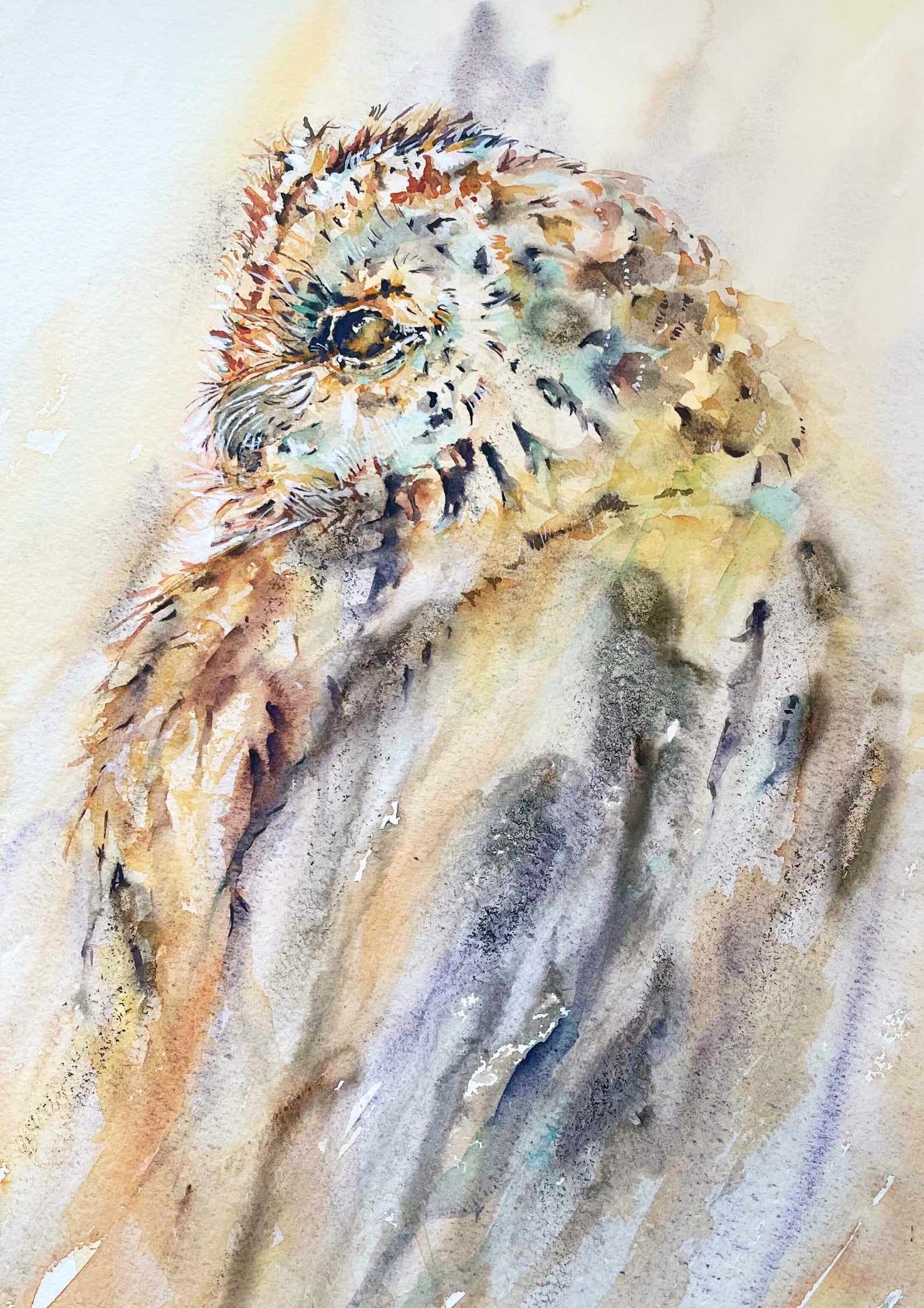 Tawny Owl in watercolour and ink by east lothian artist kat healy wildlife nature art fine art