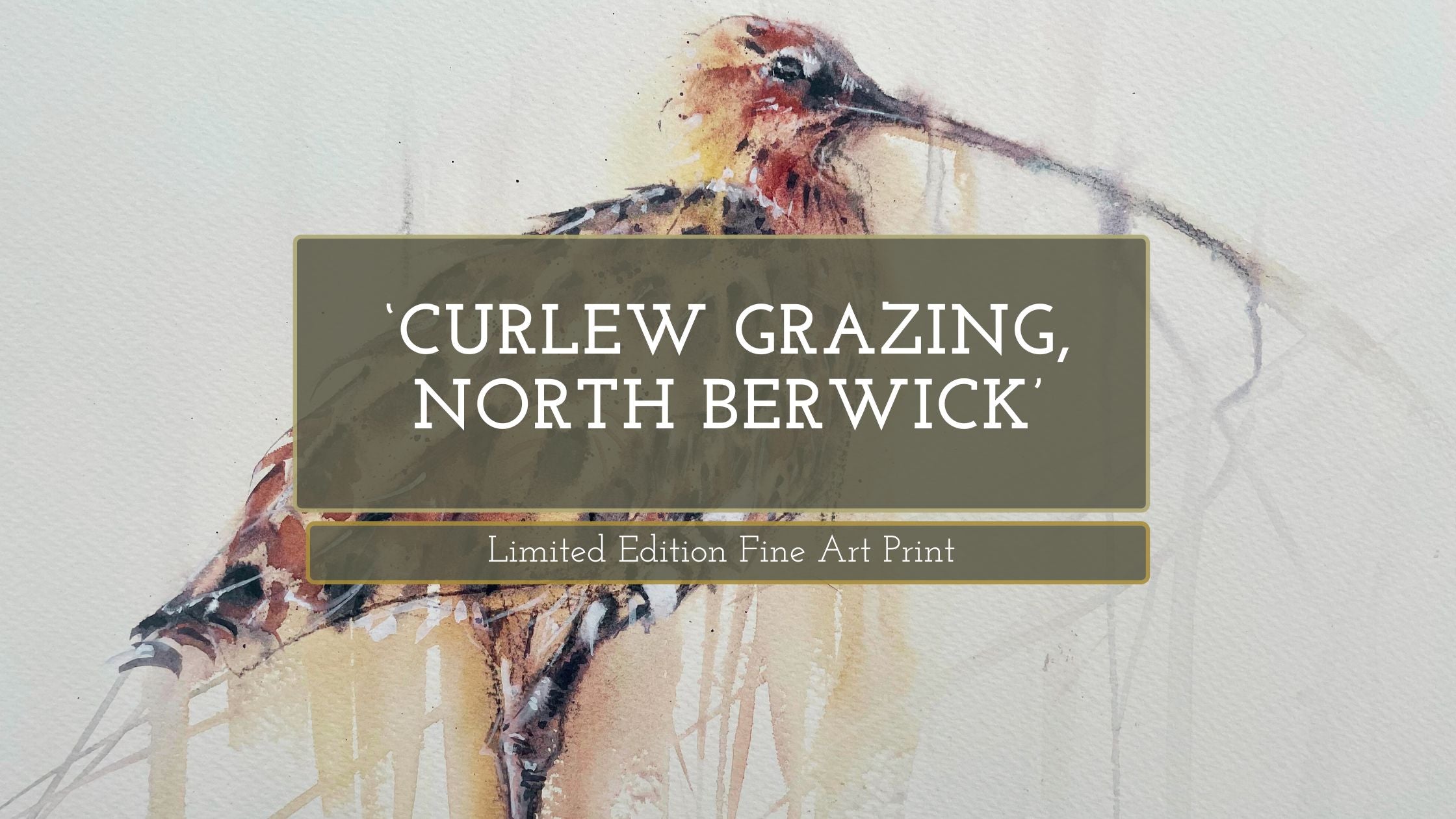'Curlew Grazing, North Berwick' - NEW Limited Edition Fine Art Print