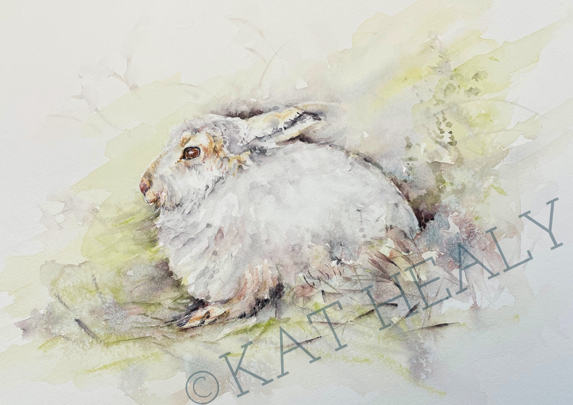 MOUNTAIN HARE - Watercolour Study