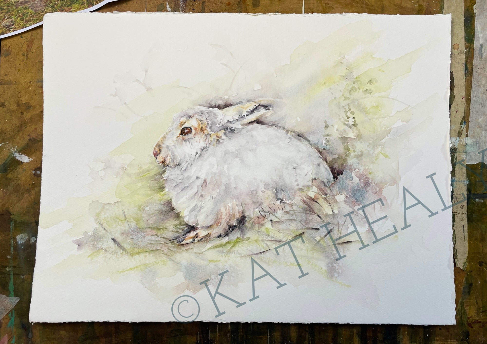 MOUNTAIN HARE - Watercolour Study