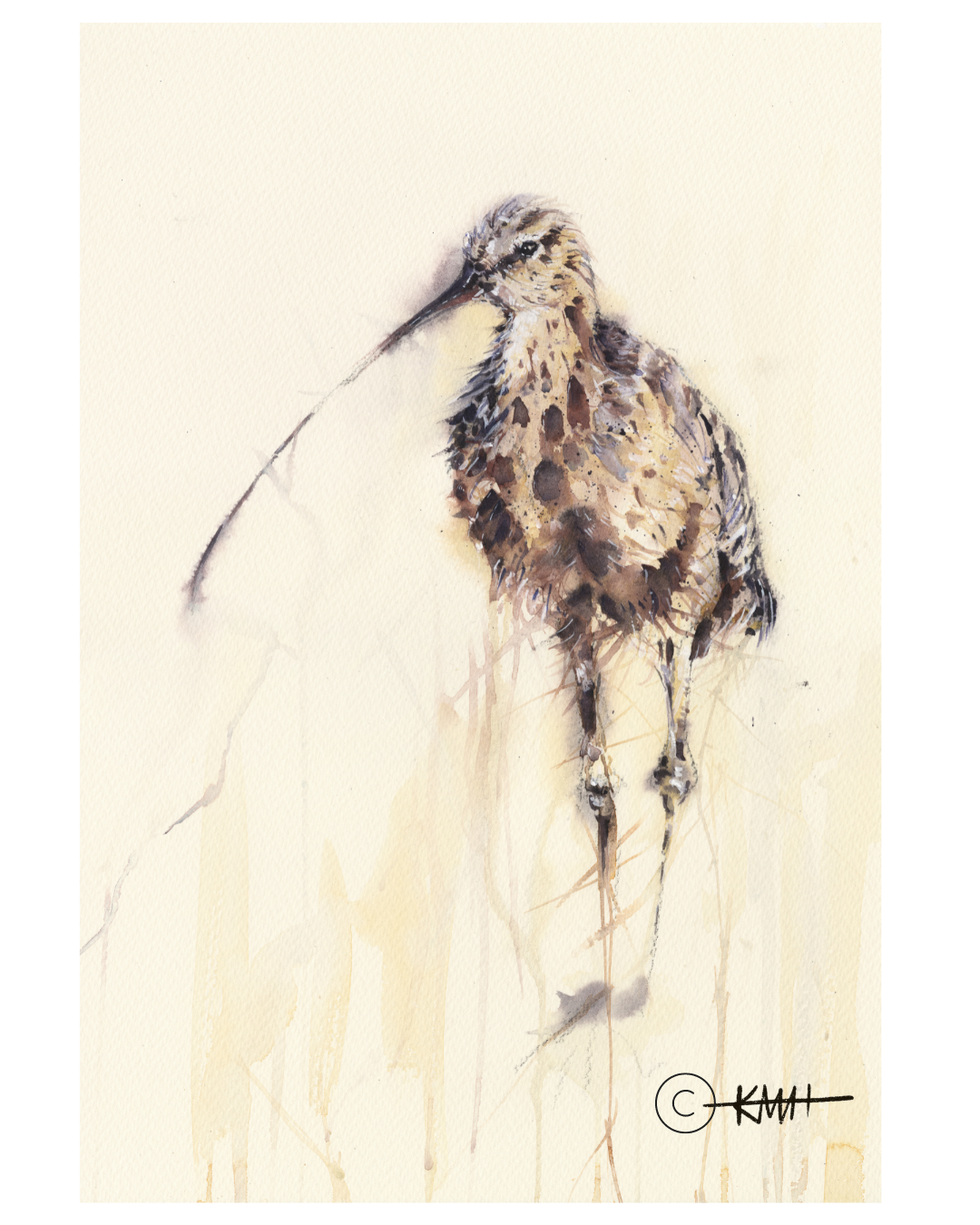 Fine Art Prints- LIMITED EDITION - 'Curlew grazing, North Berwick'