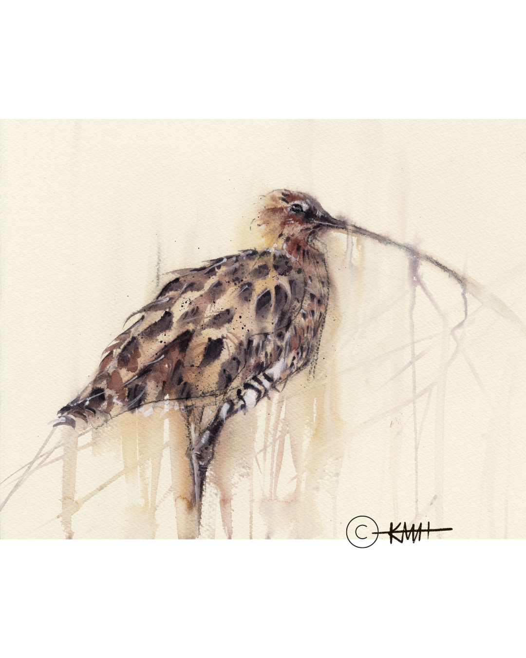 Fine Art Prints- LIMITED EDITION - 'Curlew grazing, North Berwick'