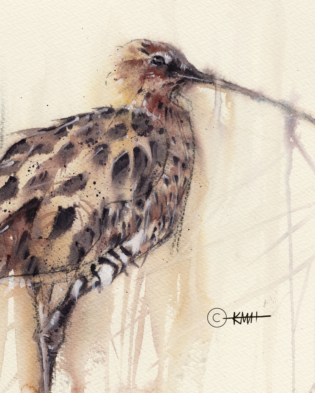 Fine Art Prints- LIMITED EDITION - 'Curlew grazing, North Berwick'