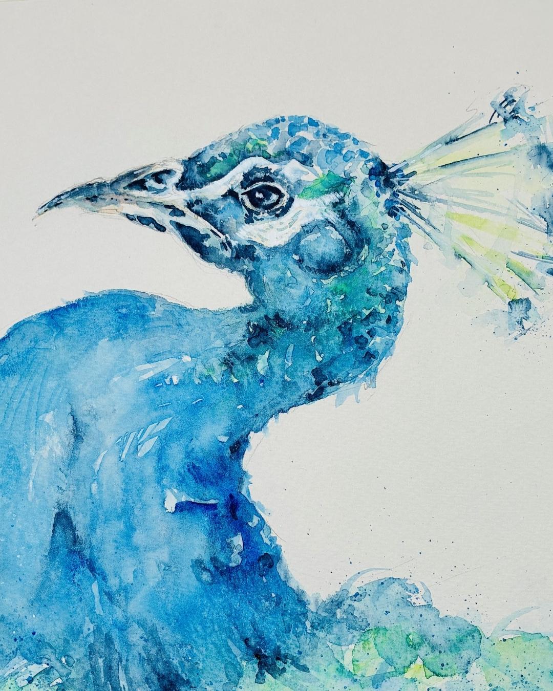 SEPT - PEACOCK IN WATERCOLOUR - 12th + 13th