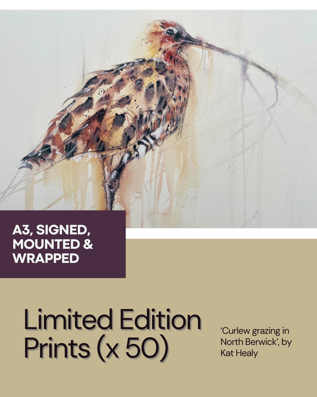 Fine Art Print - LIMITED EDITION - 'Curlew grazing, North Berwick'